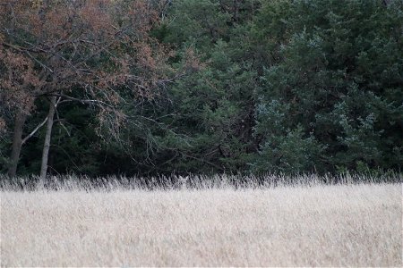 White-tailed Deer Playing Hide-and-Seek on Karl E. Mundt National Wildlife Refuge photo