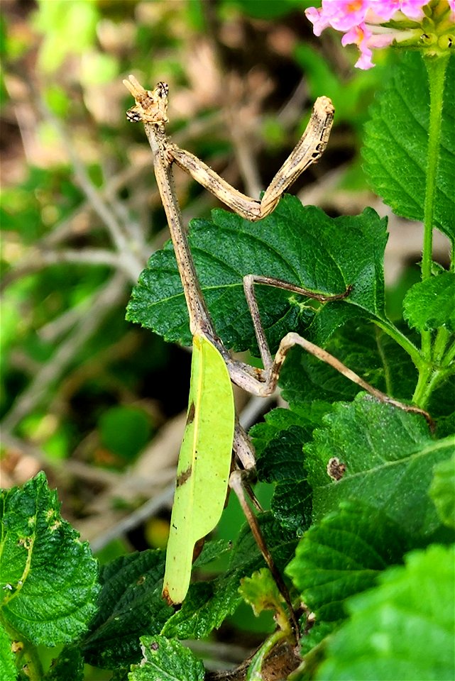MANTIS, TEXAS UNICORN (Phyllovates chlorophaea) (12-07-2022) national buttrerfly center, mission, hidalgo co, tx -02