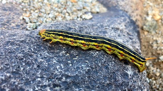 White-lined sphinx larva