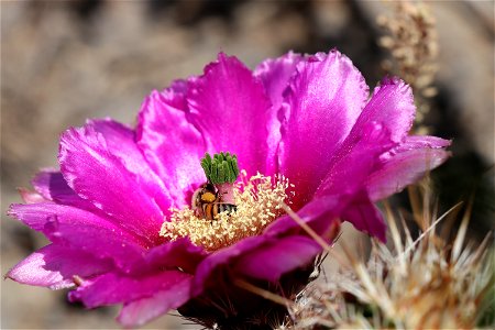 Bee and cactus flower photo