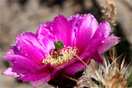 Bee and cactus flower