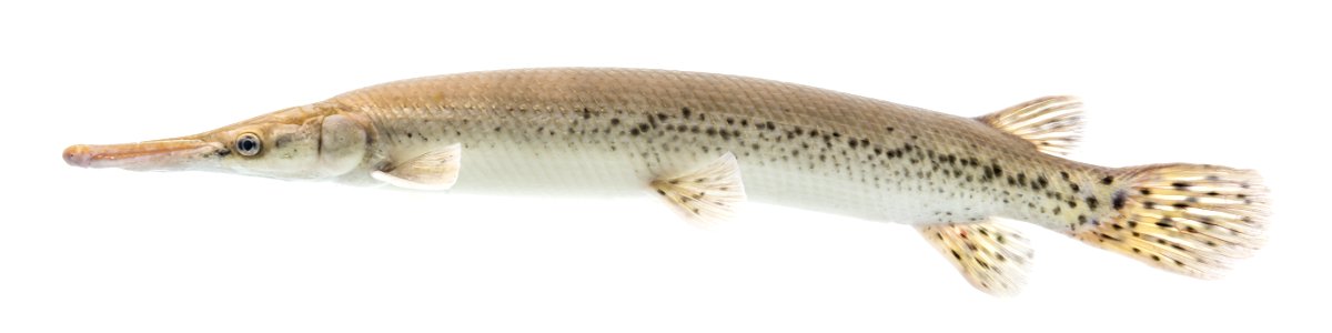 Shortnose Gar (Lepisosteus platostomus)