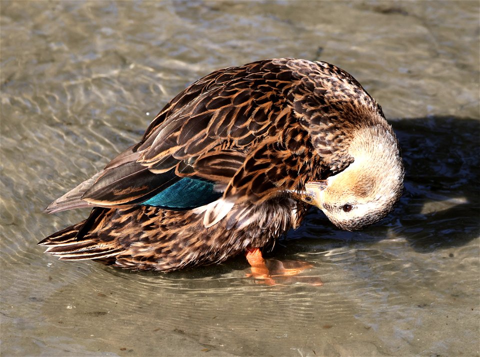030 - MOTTLED DUCK (02-19-2023) world birding center, south padre island, cameron co, tx -01