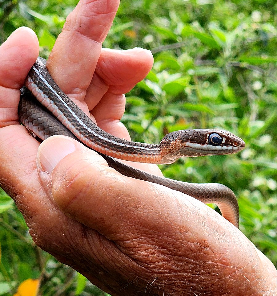 WHIPSNAKE, RUTHVEN'S (Masticophis ruthveni) (12-03-2022) national butterfly center, hidalgo co, tx (3)