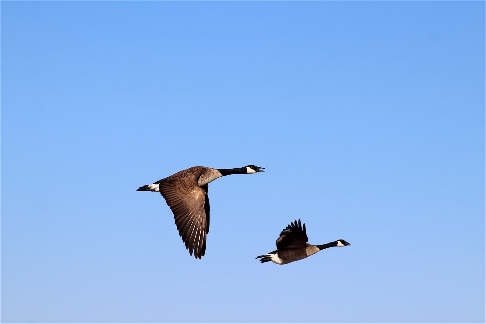 Canada Geese Flying Owens Bay Lake Andes National Wildlife Refuge South Dakota