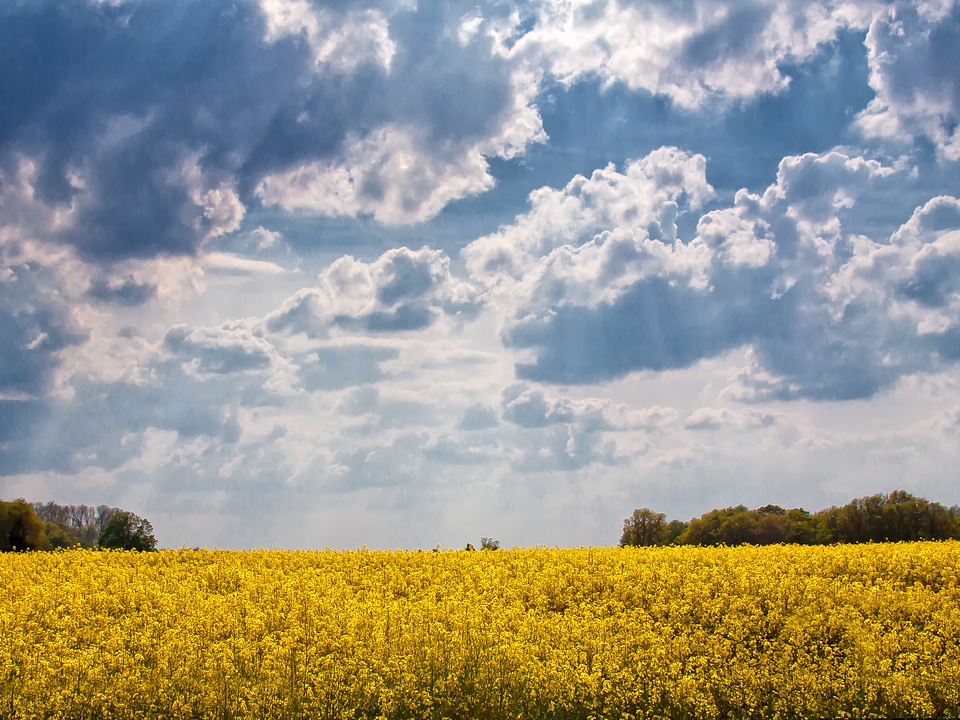 Blue oilseed rape landscape