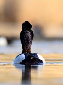 Ring-necked duck at Seedskadee National Wildlife Refuge Wyoming photo