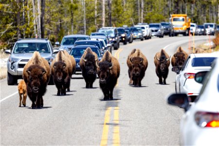 Bison walk down the center of the road photo