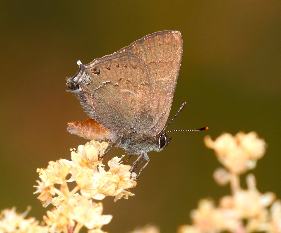 HAIRSTREAK, HEDGEROW (Satyrium saepium) (6-21-2021) 2800 ft, french hill rd, smith river nat rec area, del norte co, ca -01
