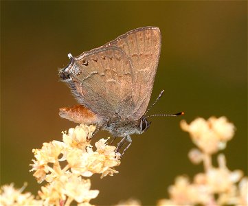 HAIRSTREAK, HEDGEROW (Satyrium saepium) (6-21-2021) 2800 ft, french hill rd, smith river nat rec area, del norte co, ca -01