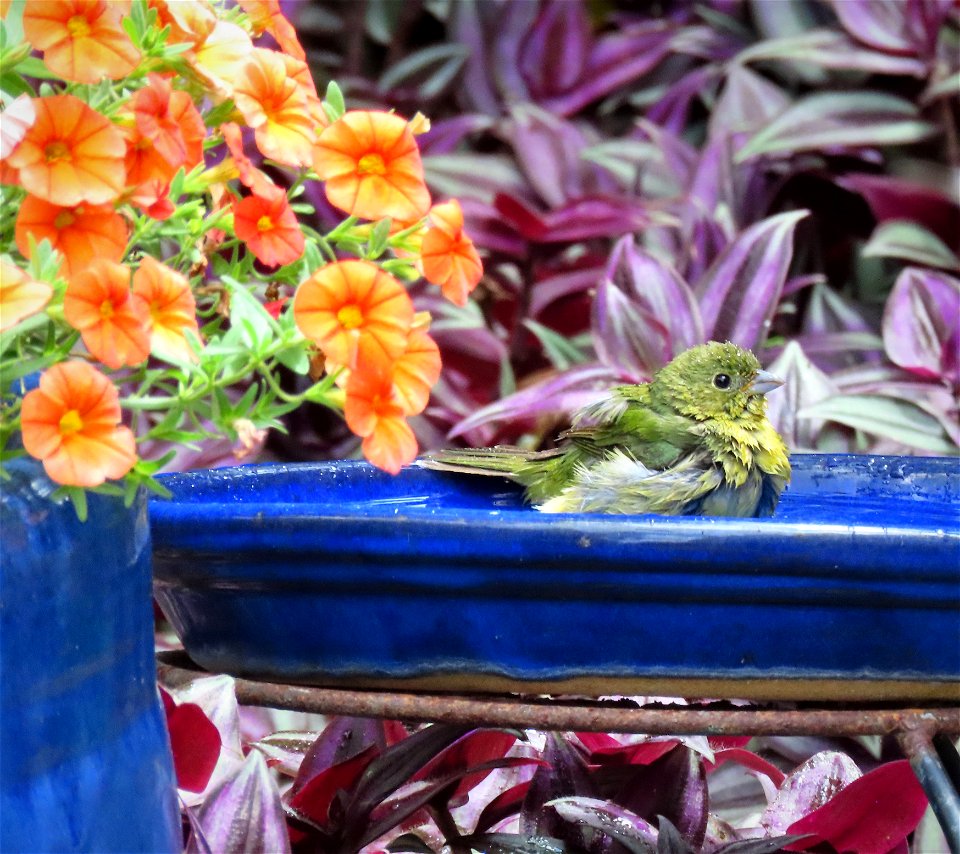 Painted Bunting