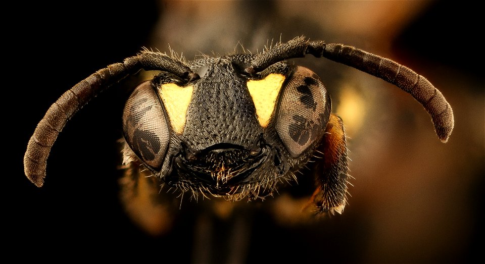 Hylaeus nelumbonis, f, face, Minnesota_2018-07-17-16.22.57 ZS PMax UDR photo