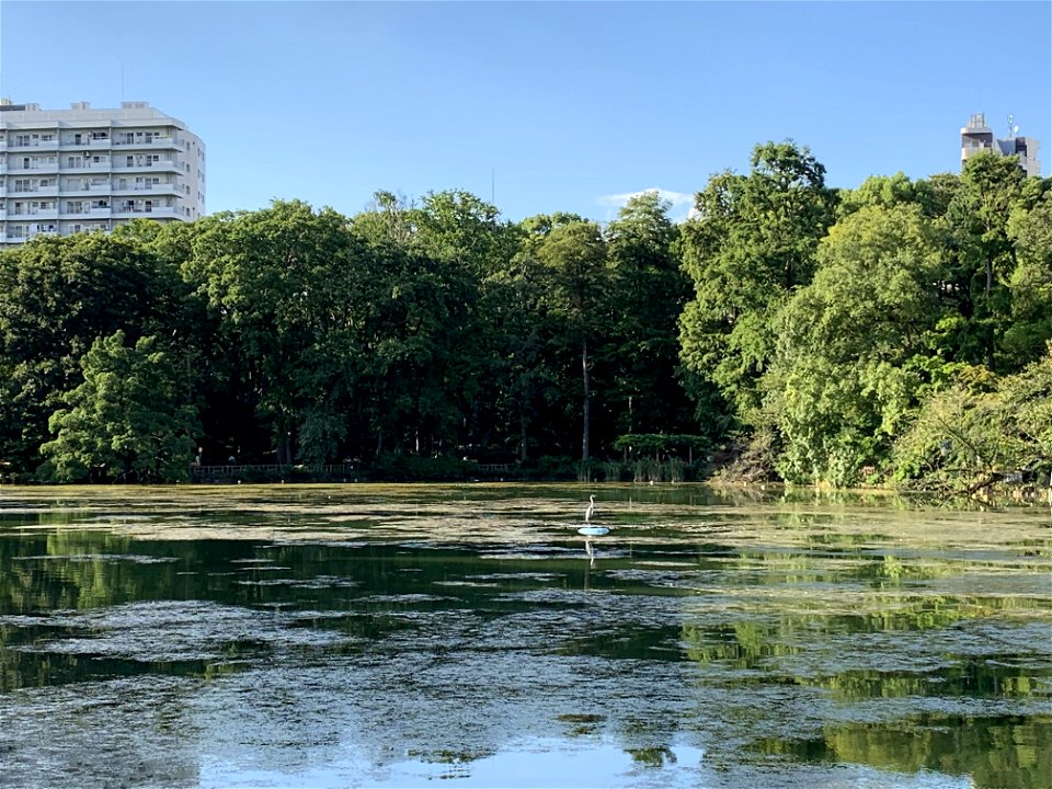 Inokashira Park in Mitaka-shi