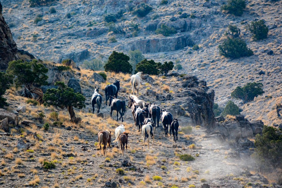 2021 Conger Herd Management Area Gather