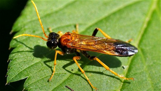 Tenthredo campestris (Feld-Blattwespe)