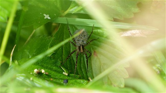 Pardosa lugubris-Gruppe, Weibchen mit Jungspinnen