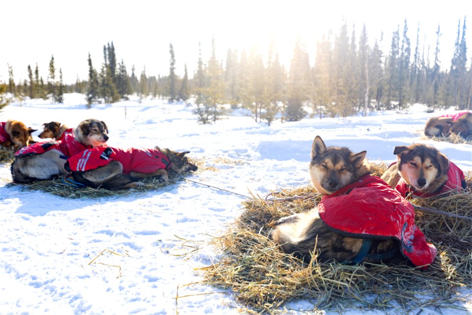 Kobuk 440 racers at Paniqsigvik shelter cabin.