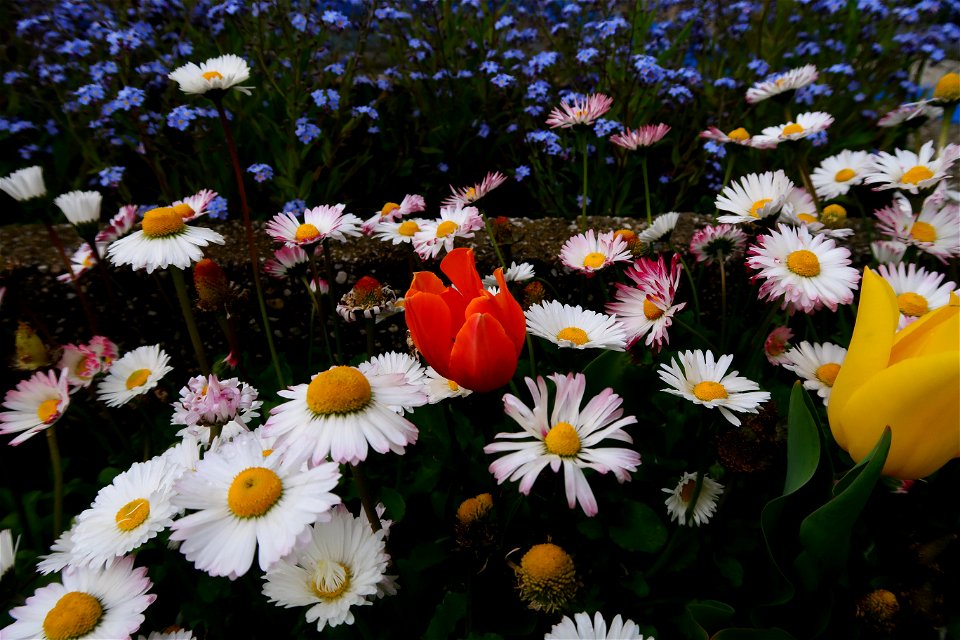 japanes_garden_rain_Herastrau (22)
