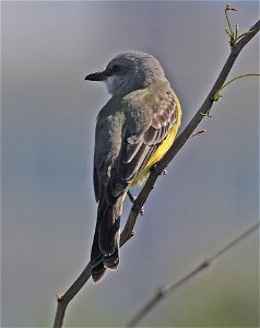 602 - TROPICAL KINGBIRD (02-12-2023) birding center, south padre island, cameron co, tx (3)