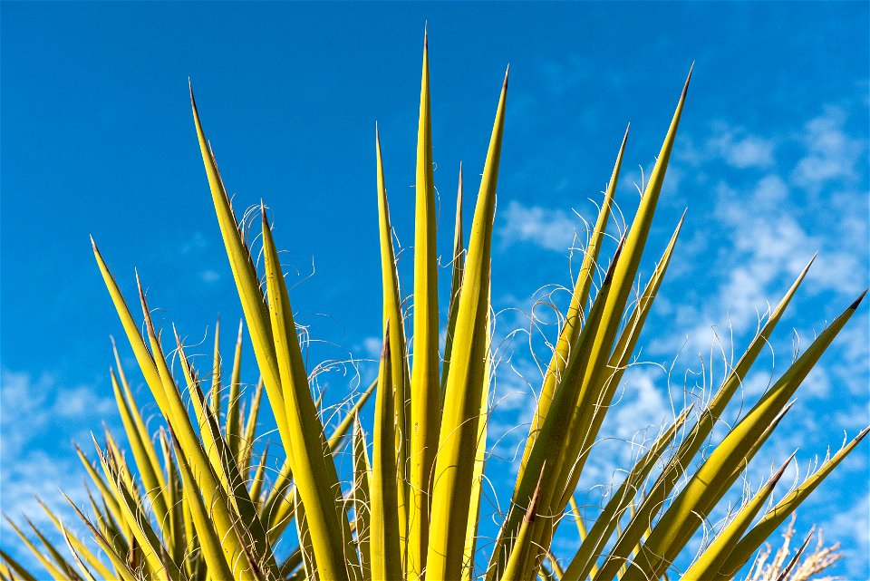 Mojave Yucca photo