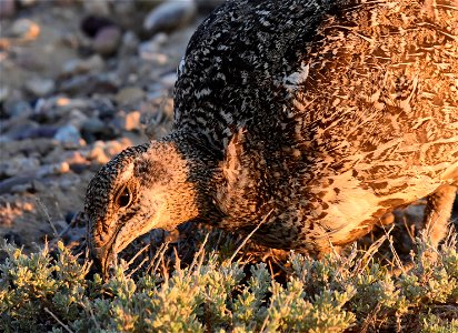 Greater sage-grouse at Seedskadee National Wildlife Refuge photo