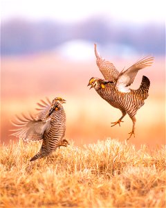 Greater prairie chickens photo