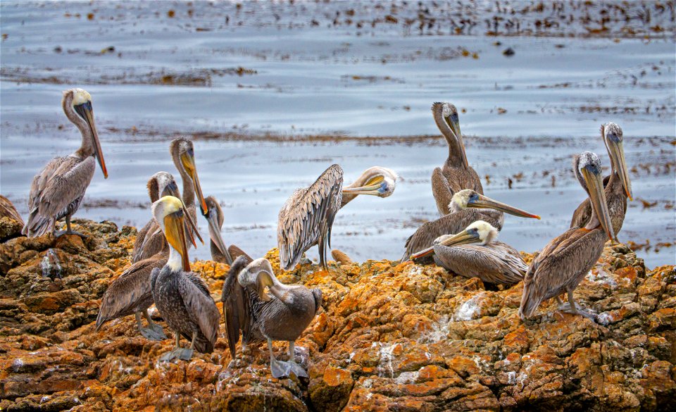 Pelicans at Piedras Blancas