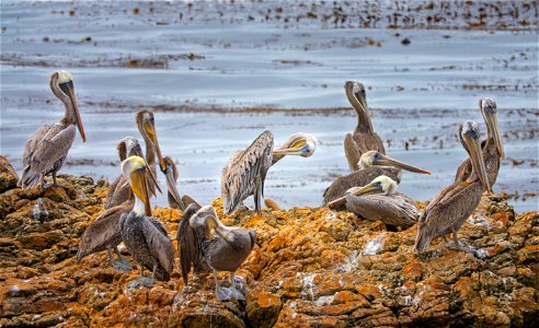 Pelicans at Piedras Blancas photo