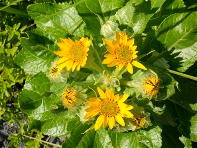 Arnica (2)