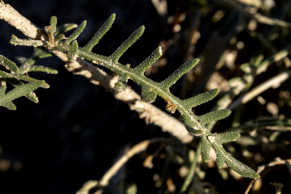 Mentzelia humilis humilis