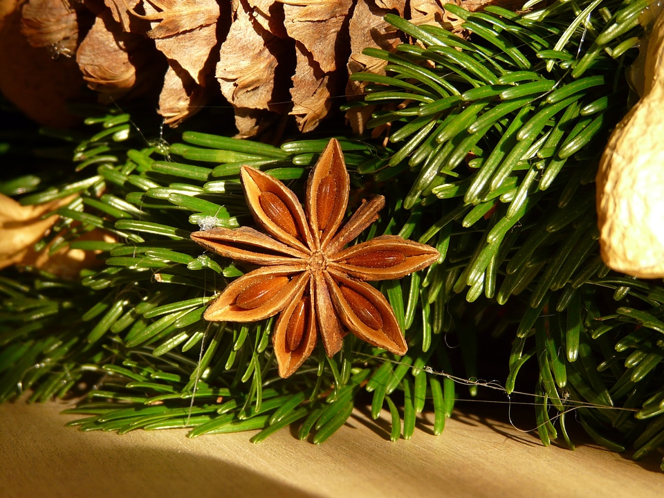 Advent wreath sternanis real illicium verum