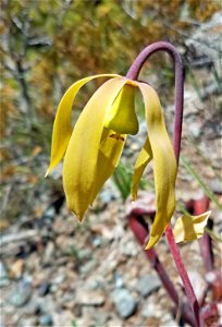 CALIFORNIA PITCHER-PLANT (Darlintonia californica) (6-1-2021) low divide road, del norte co, ca -06