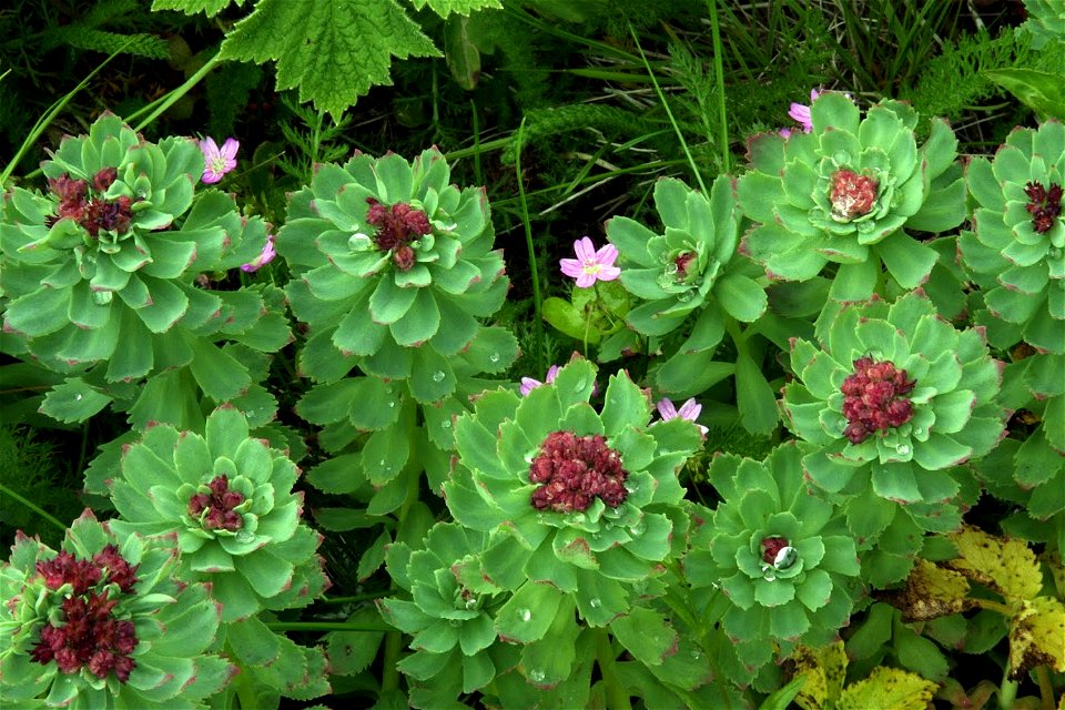 Ledge stonecrop photo