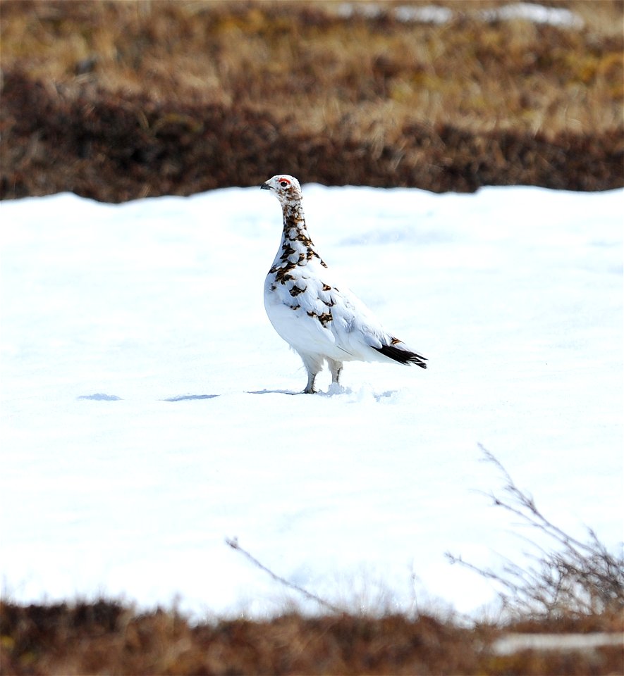 Female willow ptarmigan