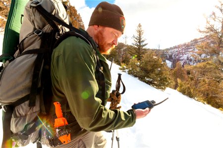 Cougar capture and collar: Dan Stahler, wildlife biologist using GPS tracker photo