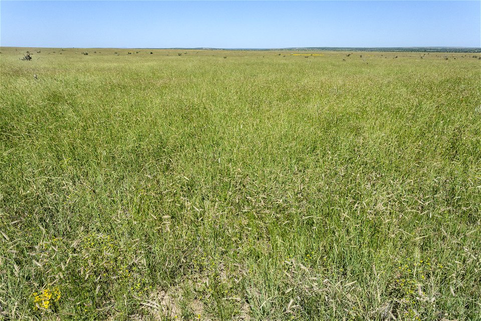 Near Hackberry Draw