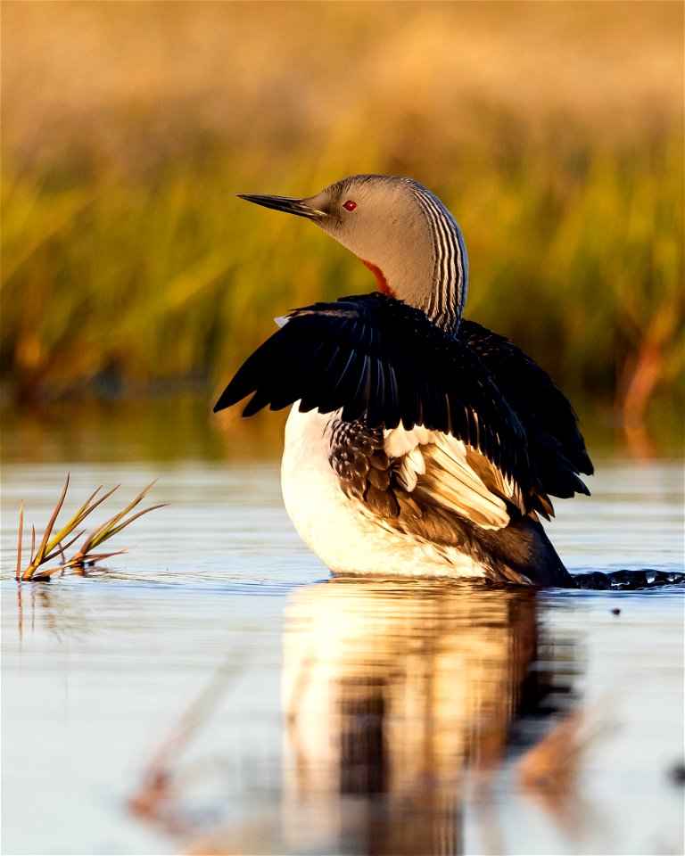 Red-throated loon