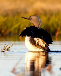 Red-throated loon photo