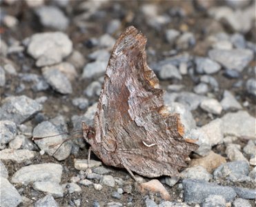 COMMA, HOARY (Polygonia gracilis) (07-19-2022) hart pass-slate peak, okanogan co, wa -04 photo