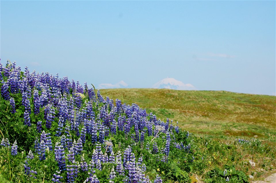 Lupines photo