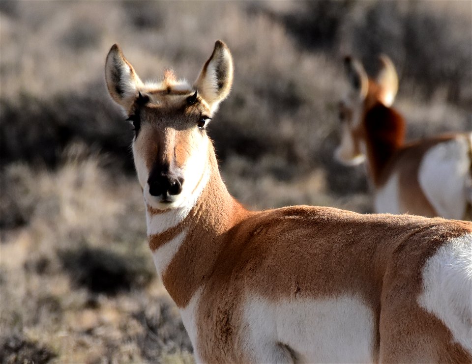 Pronghorn at Seedskadee National Wildlife Refuge