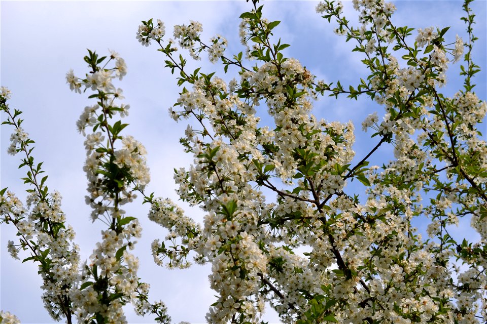 Spring ,April 2023