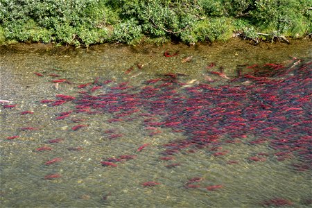 Salmon - NPS/Lian Law photo