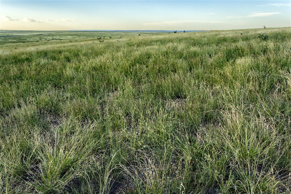 Near Hackberry Draw