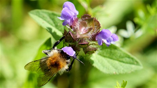 Bombus pascuorum (Ackerhummel) an Kleiner Braunelle (Prunella vulgaris)