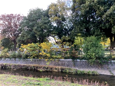 Kurome River in Hikawadai, Higashikurume-shi in November