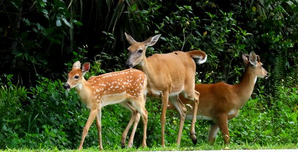 White-tailed Deer family photo