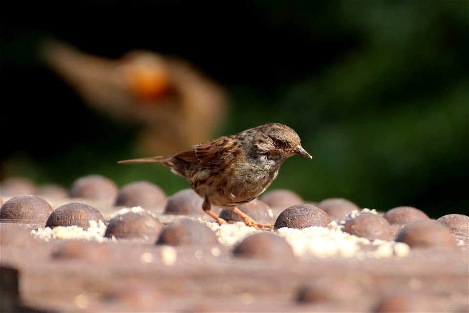 Prunella modularis. photo