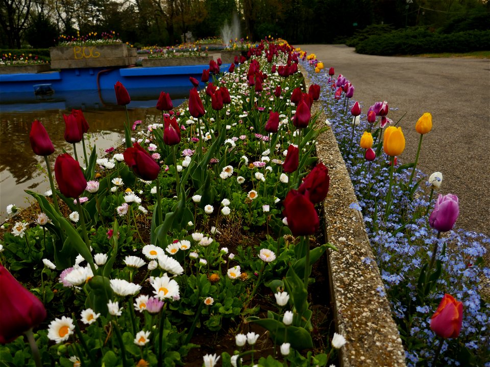 Herestrau Park in spring (91)