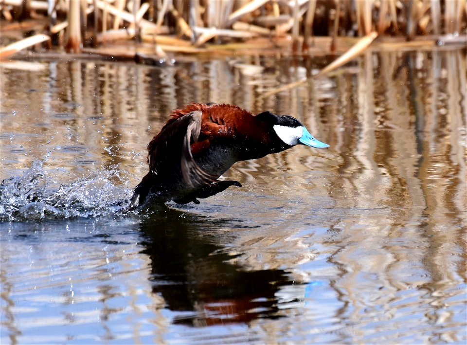 Ruddy duck at Seedskadee National Wildlife Refuge